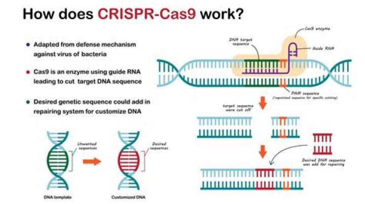 What can Crispr do for humans?
