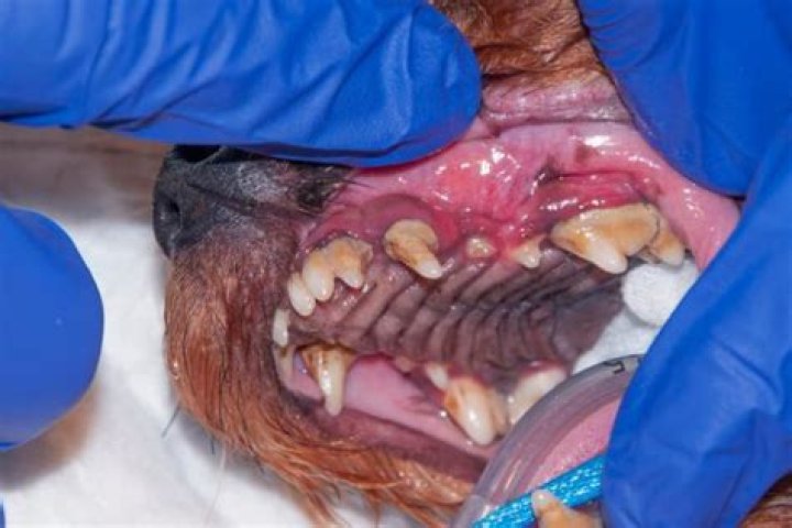 What can I feed a dog with gingivitis?