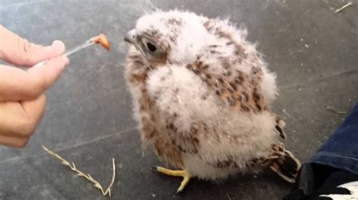 What can I feed a kestrel?