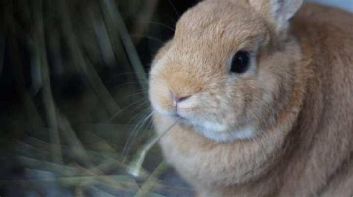 What can I not feed my Netherland Dwarf rabbit?