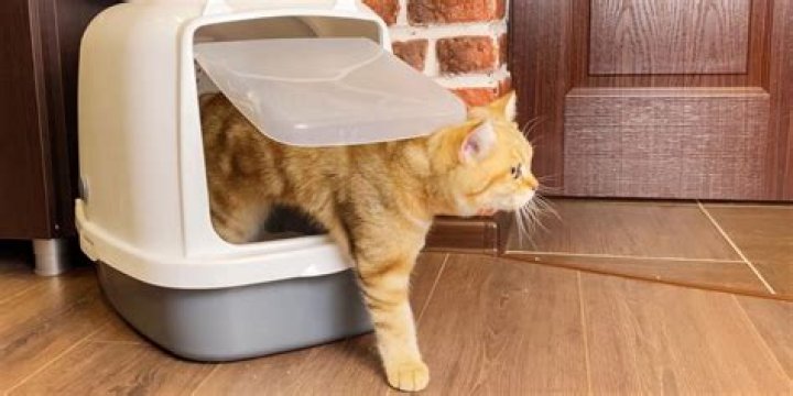 What can I put under my cat's litter box?