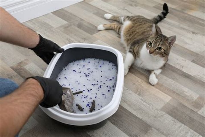 What can I use to clean my cat's teeth?
