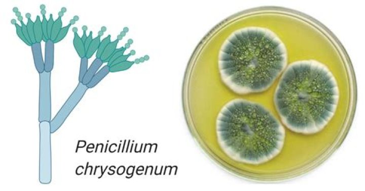 What can Penicillium be used for?
