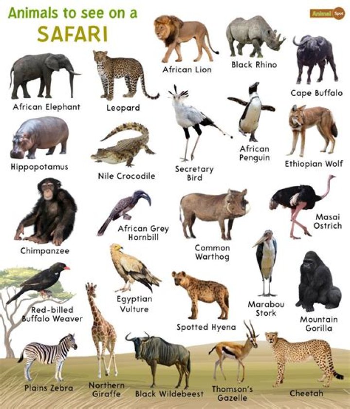 What can you not do on safari?