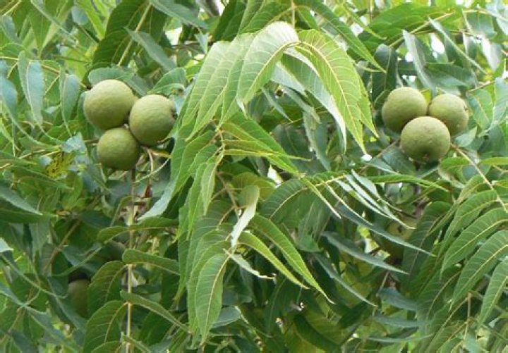 What can you not plant under a walnut tree?