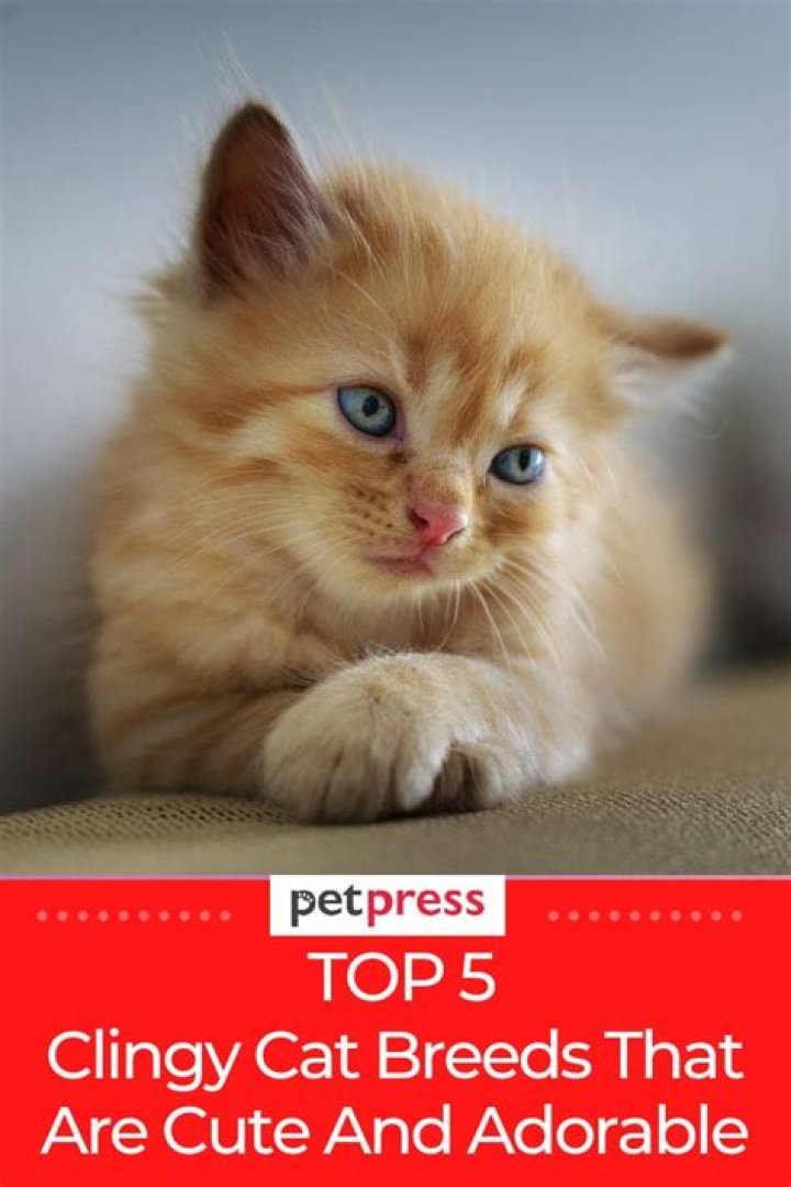 What cat breeds are clingy?