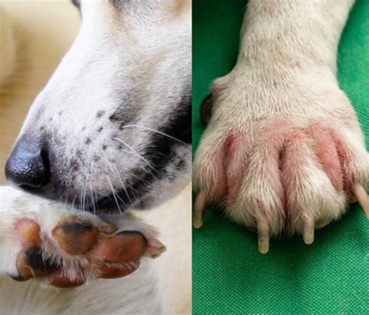 What causes dog paws to bleed?