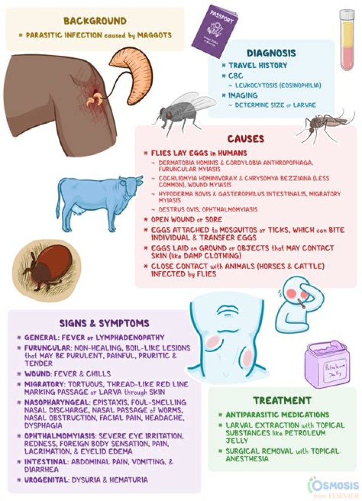 What causes maggots in the garbage?