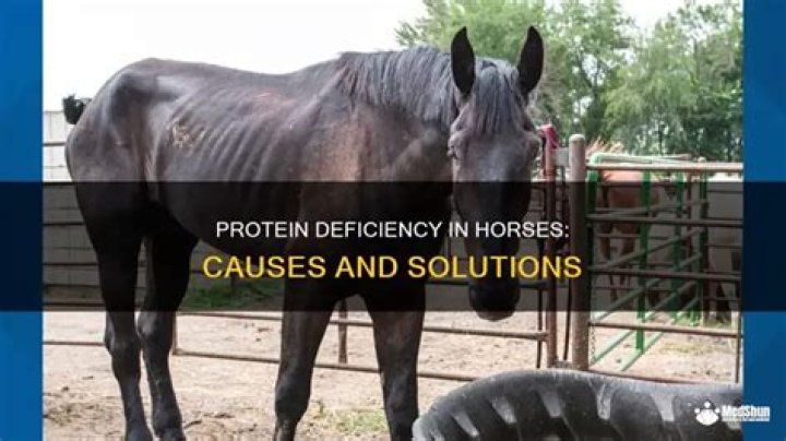 What causes protein deficiency in horses?