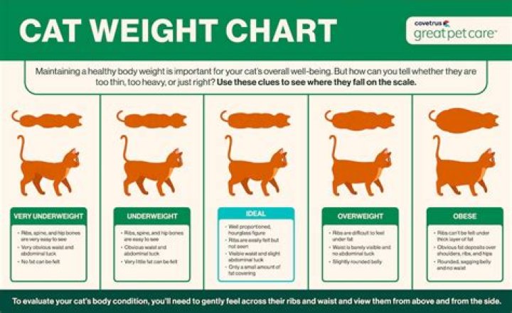 What causes weight loss in cats with increased appetite?
