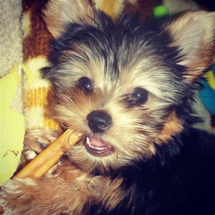 What causes Yorkies to stink?