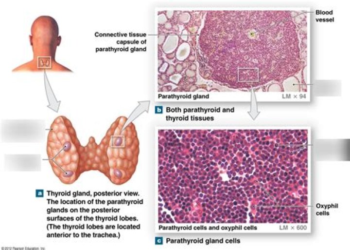 What cell in the parathyroid gland secretes parathyroid hormone quizlet?