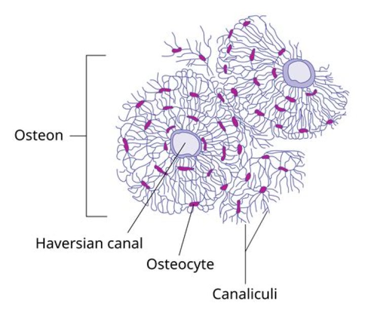 What cells are found in the lacunae of each Osteon?