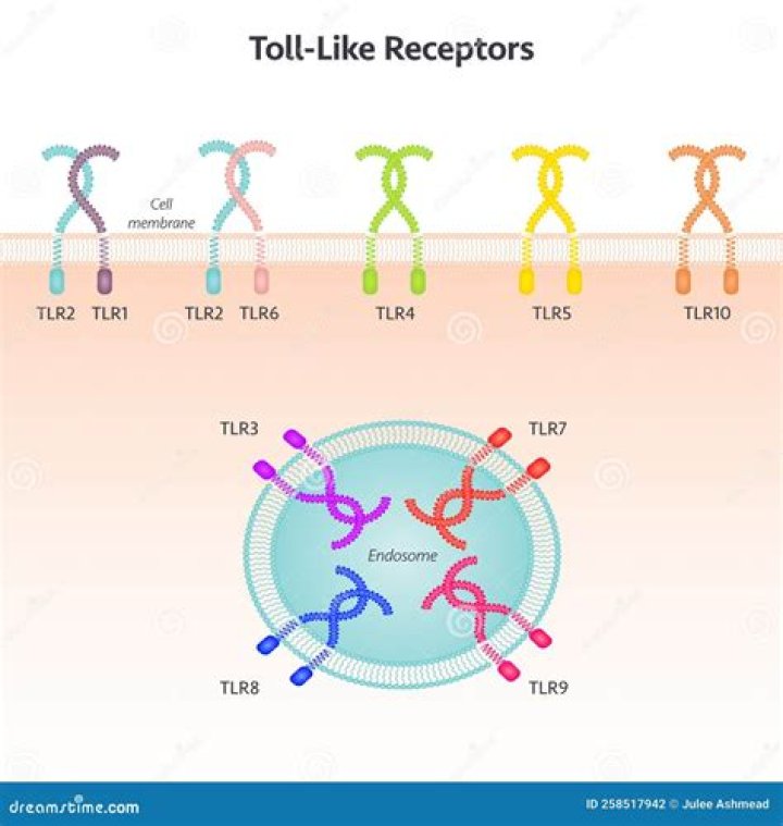 What cells express toll-like receptors?