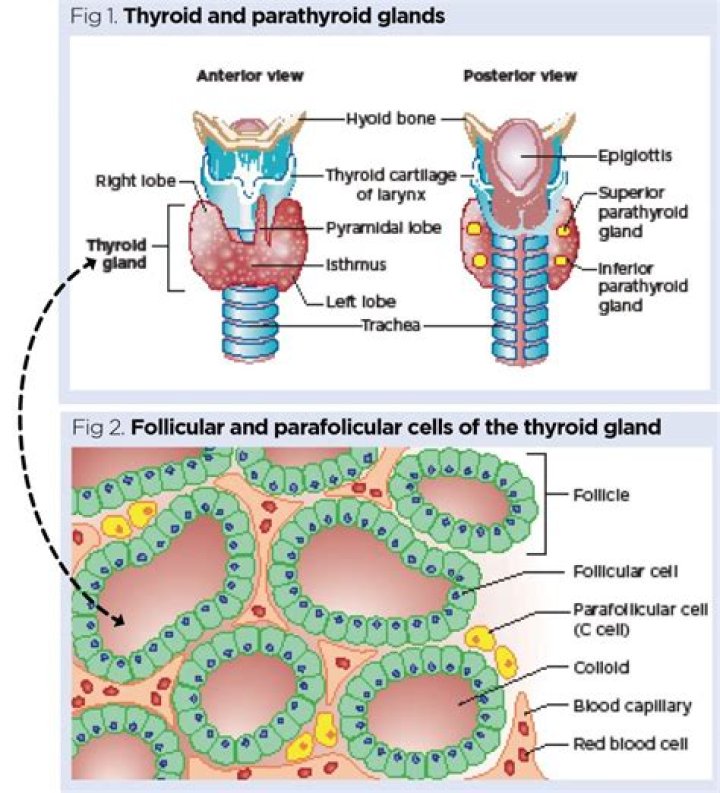 What cells produce parathyroid?