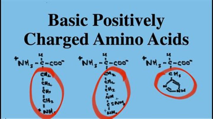 What charge do basic amino acids have?