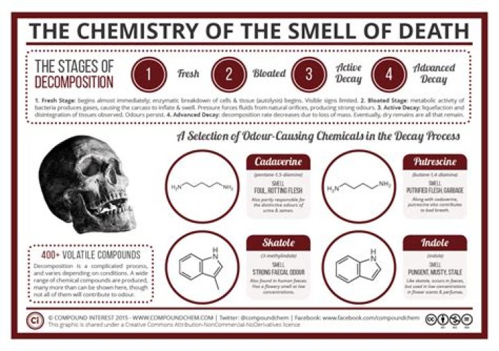 What chemical causes the smell of death?
