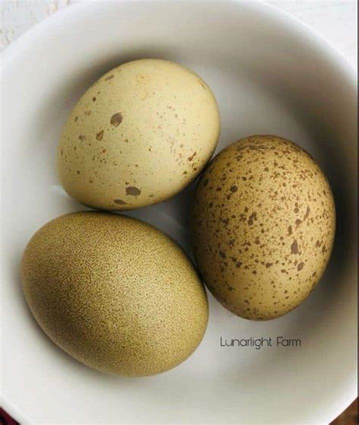 What color eggs do Isbar lay?