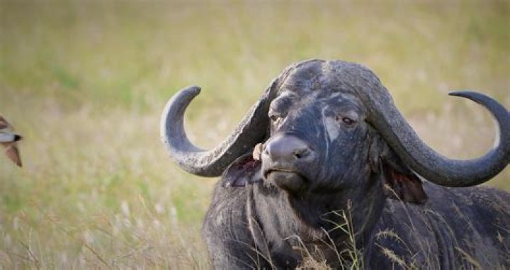 What color is a Cape buffalo?