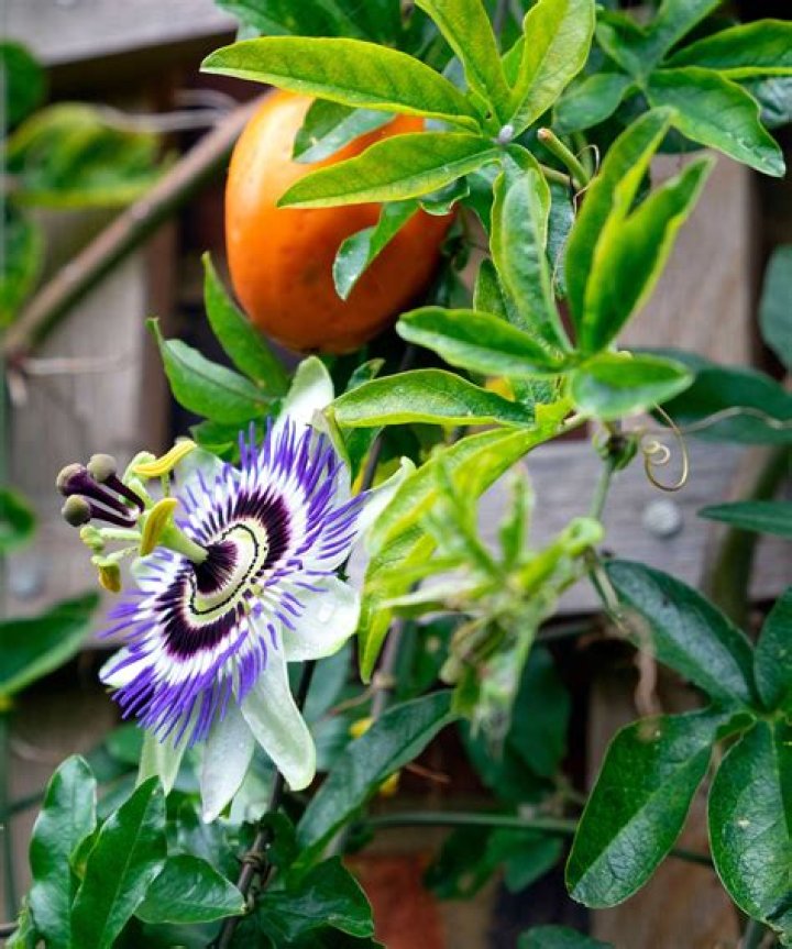 What color is Passion Flower?