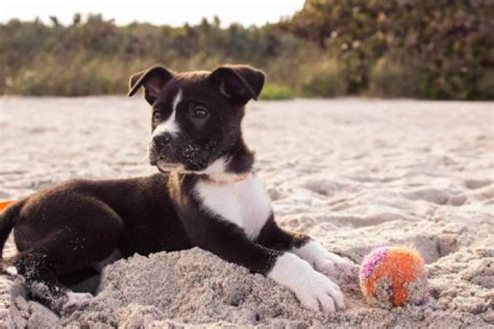 What Colorado parks allow dogs?
