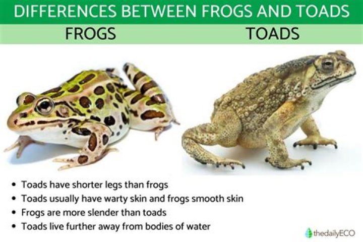 What Colour are frogs and toads?