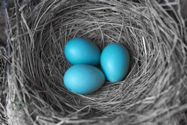 What Colour are robin's eggs UK?
