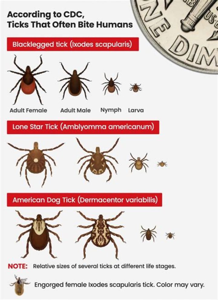 What Colour are ticks on humans?