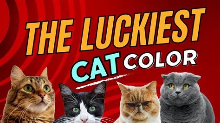 What Colour cat is lucky?