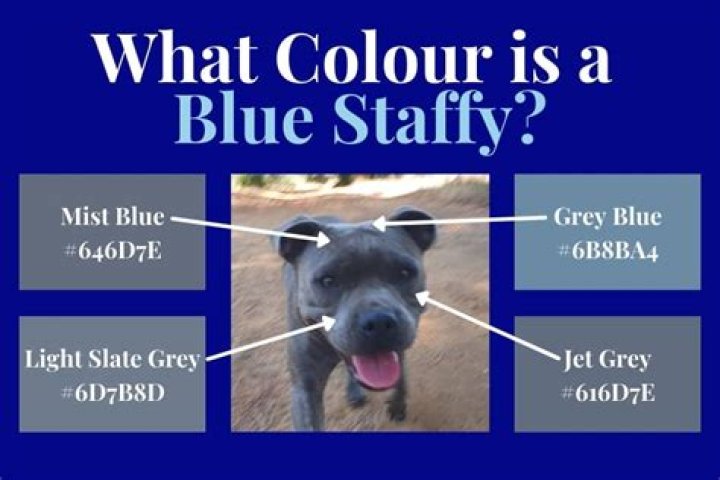 What Colour is a blue staffy?