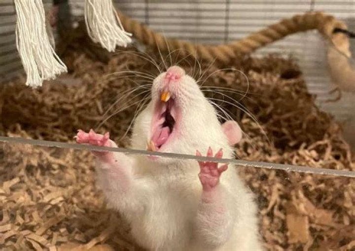 What Colour should Rats teeth be?