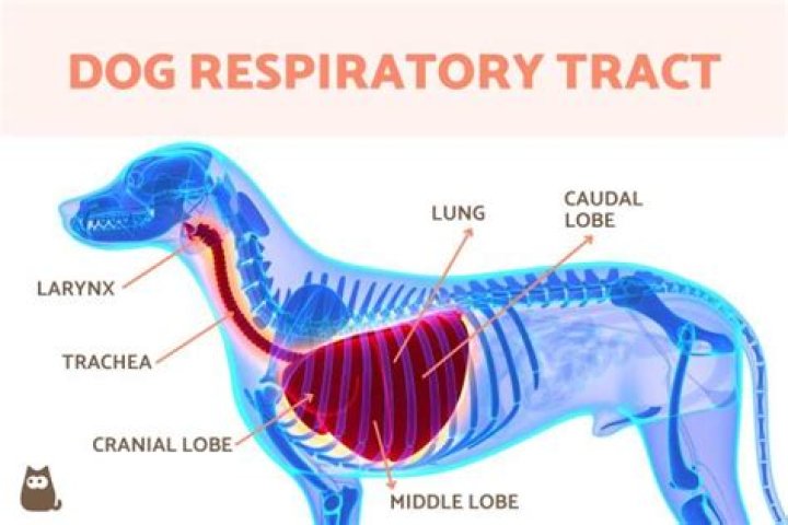 What controls the respiratory rate of an animal?