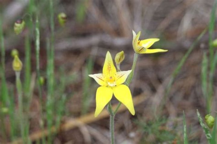 What country are orchids native to?
