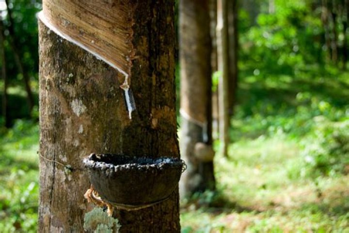 What country has rubber trees?