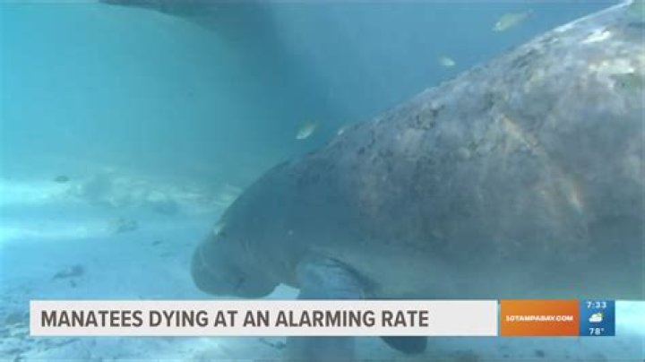 What dangers do manatees face?