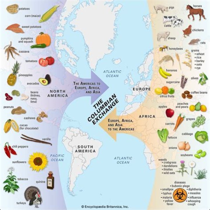 What did Europe bring to America in the Columbian Exchange?