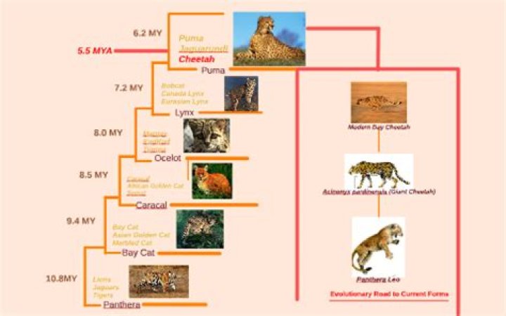 What did the cheetah evolve from?