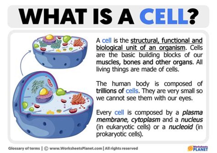 What do all cells produce?