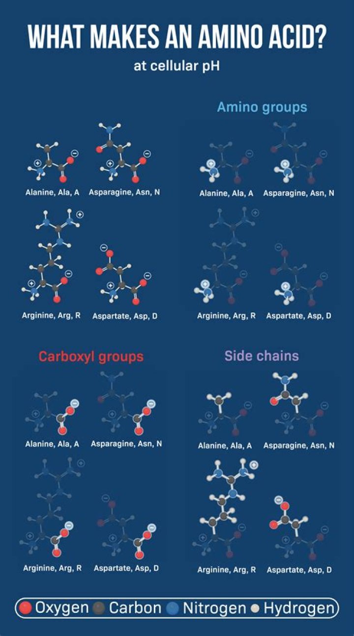 What do amino acids do for dogs?