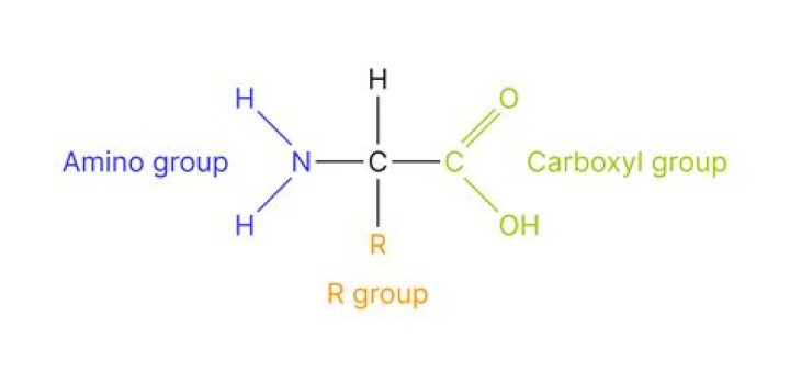 What do amino groups do?