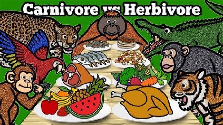 What do animals in the forest eat?
