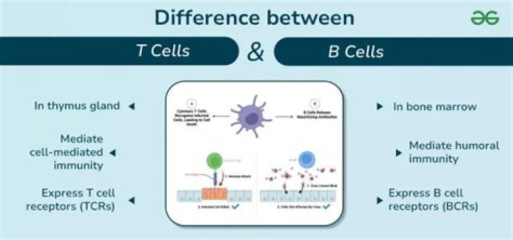 What do B and T cells have in common?