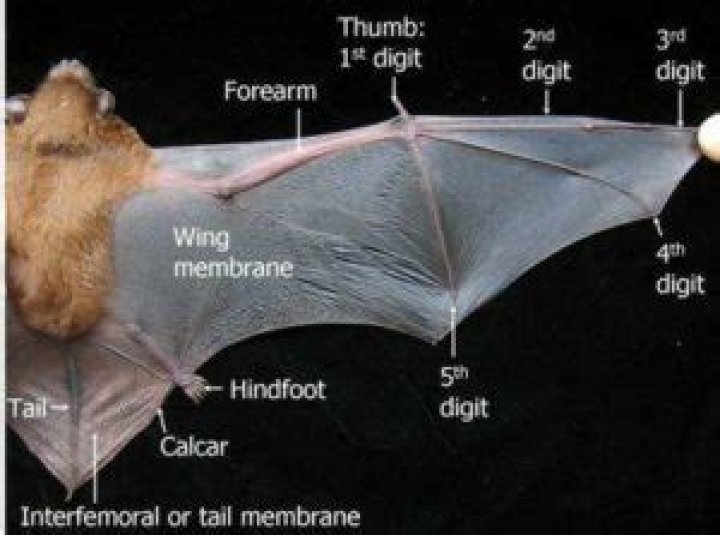 What do bats use their wings for?