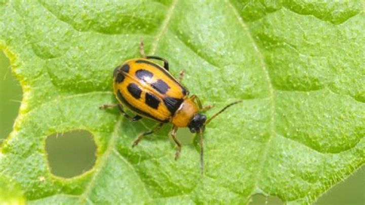What do bean leaf beetles do?