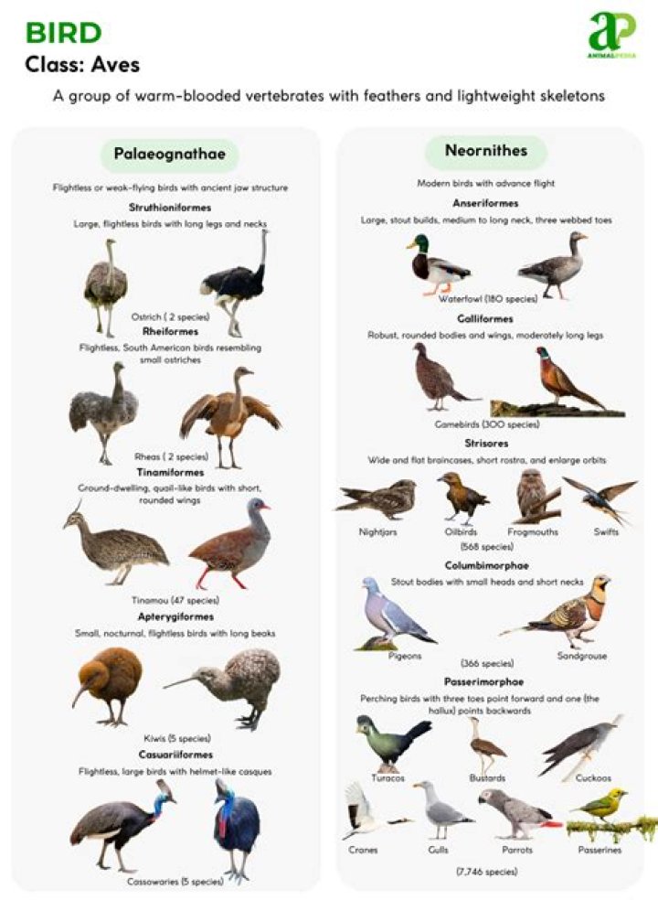 What do birds do to survive?