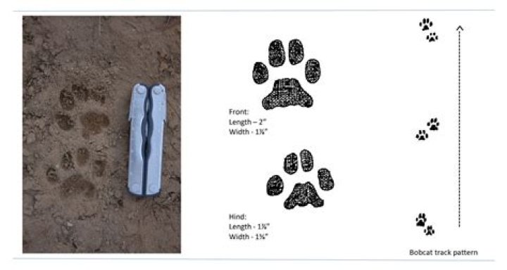 What do bobcat prints look like?