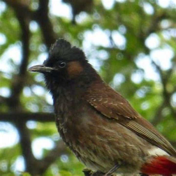 What do Bulbul birds eat?