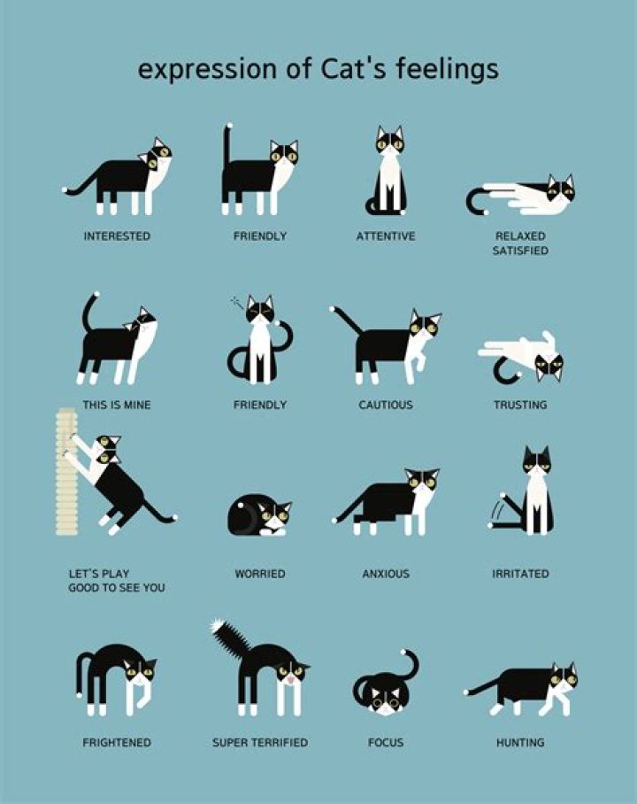 What do Cat expressions mean?