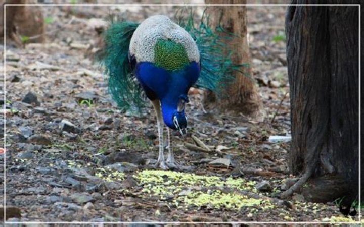 What do Congo peacocks eat?