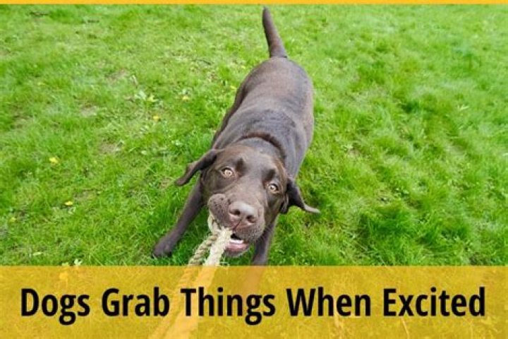 What do dogs do when excited?